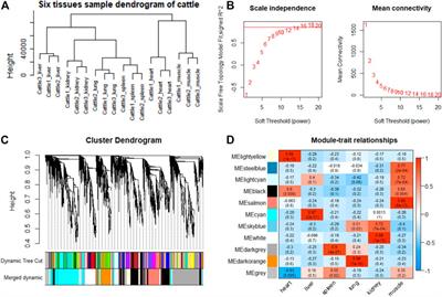 Comparative Transcriptome Analyses of Gayal (Bos frontalis), Yak (Bos grunniens), and Cattle (Bos taurus) Reveal the High-Altitude Adaptation